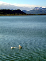 #010L Glacier Bay National Park, Alaska 2007