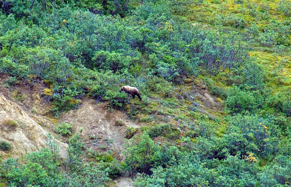 #016A Denali National Park, Alaska 2007