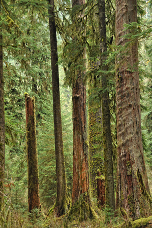 #063T Olympic National Park, Hoh Rain Forest, Washington 2013