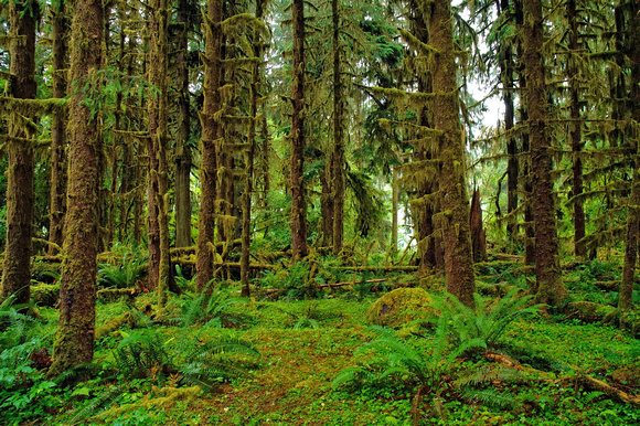 #025NP Hoh Rainforest, Olympic National Park, Washington 2008