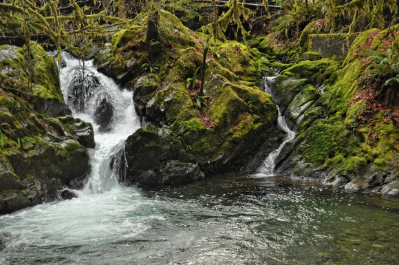 #053W Quinault Rain Forest, Falls Creek Falls, Washington 2013
