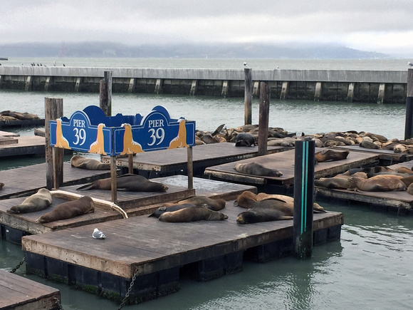 #137A Pier 39, San Francisco, California 2018