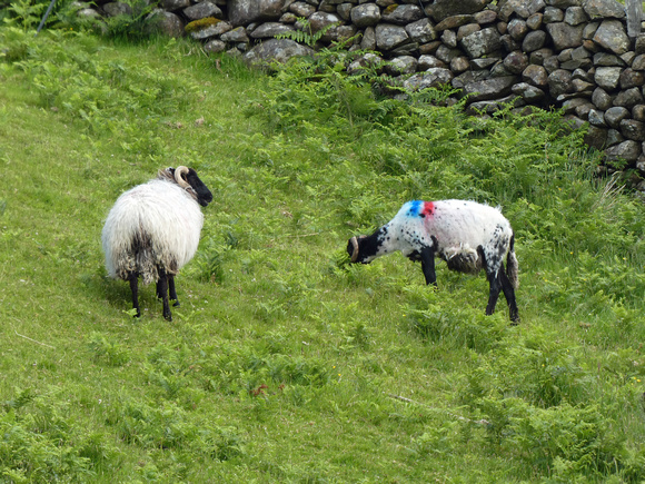 #187I Joyce Country Sheepdogs, Joyce County, Ireland 2019