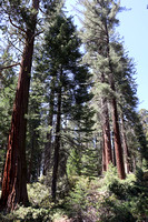 Kings Canyon National Park, California 2021