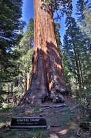 General Grant Tree, Kings Canyon National Park, California 2021