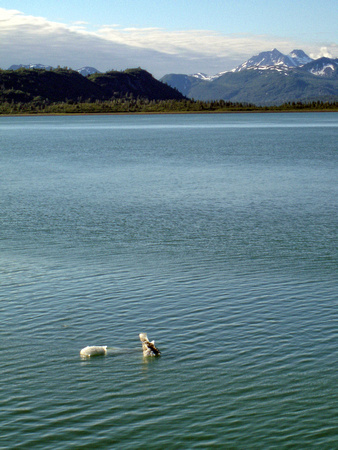#018NP Glacier Bay National Park, Alaska 2007