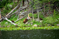 #0130NP Cub Lake, Rocky Mountain National Park, Colorado 2011