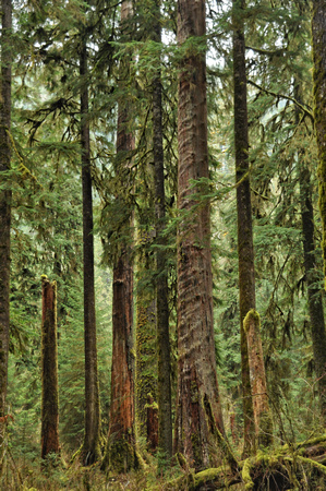 #149NP Olympic National Park, Hoh Rain Forest, Washington 2013