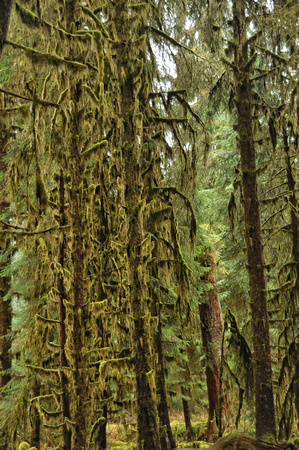 #152NP Olympic National Park, Hoh Rain Forest, Washington 2013