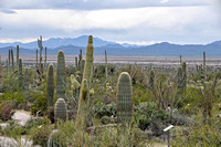 #168NP Saguaro National Park, Arizona 2014