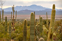 #169NP Saguaro National Park, Arizona 2014