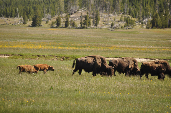 #317NP Yellowstone National Park, Wyoming 2016