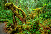 #08T Hoh Rainforest, Olympic National Park, Washington 2008
