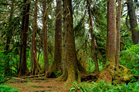 #010T Hoh Rainforest, Olympic National Park, Washington 2008