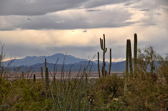 #032S Saguaro National Park, Arizona 2014
