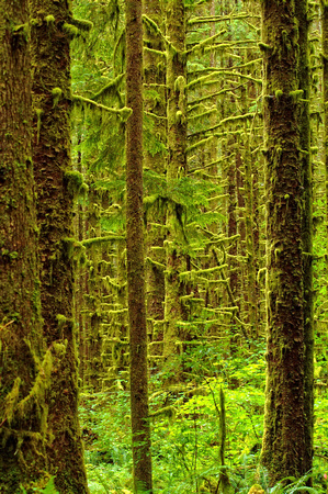 #028NP Hoh Rainforest, Olympic National Park, Washington 2008