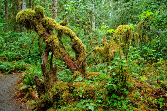 #027NP Hoh Rainforest, Olympic National Park, Washington 2008