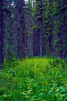 #012T Akamina Lake Trail, Waterton Lakes National Park, Alberta 2009