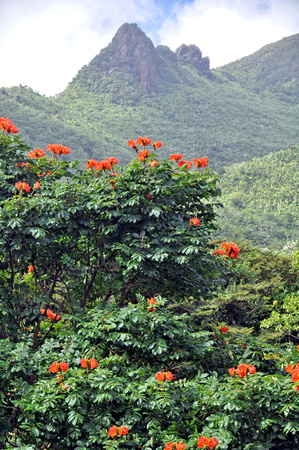 #116M El Yunque National Rain Forest, Puerto Rico 2014