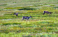 #017A Denali National Park, Alaska 2007